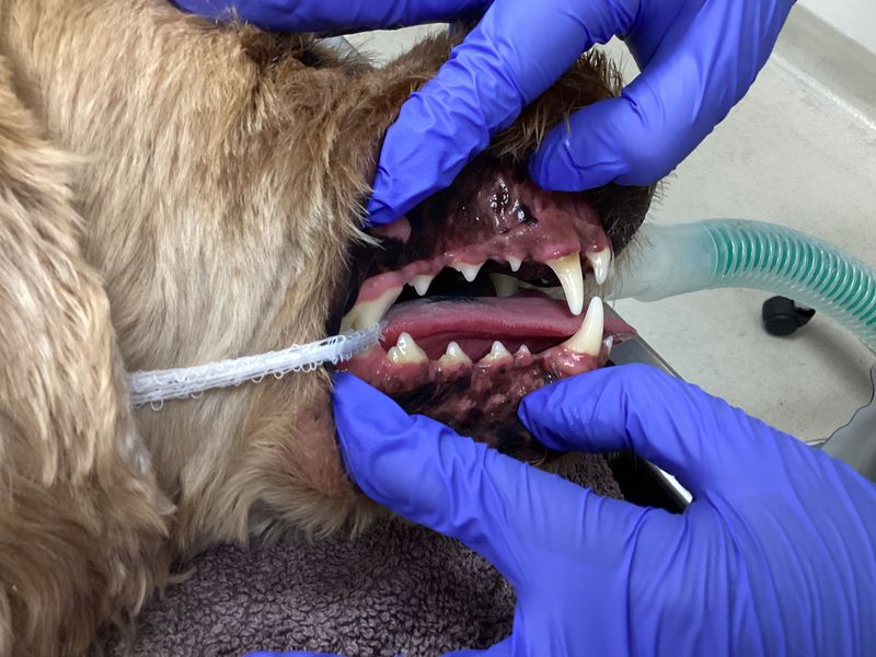 Pet Dentistry