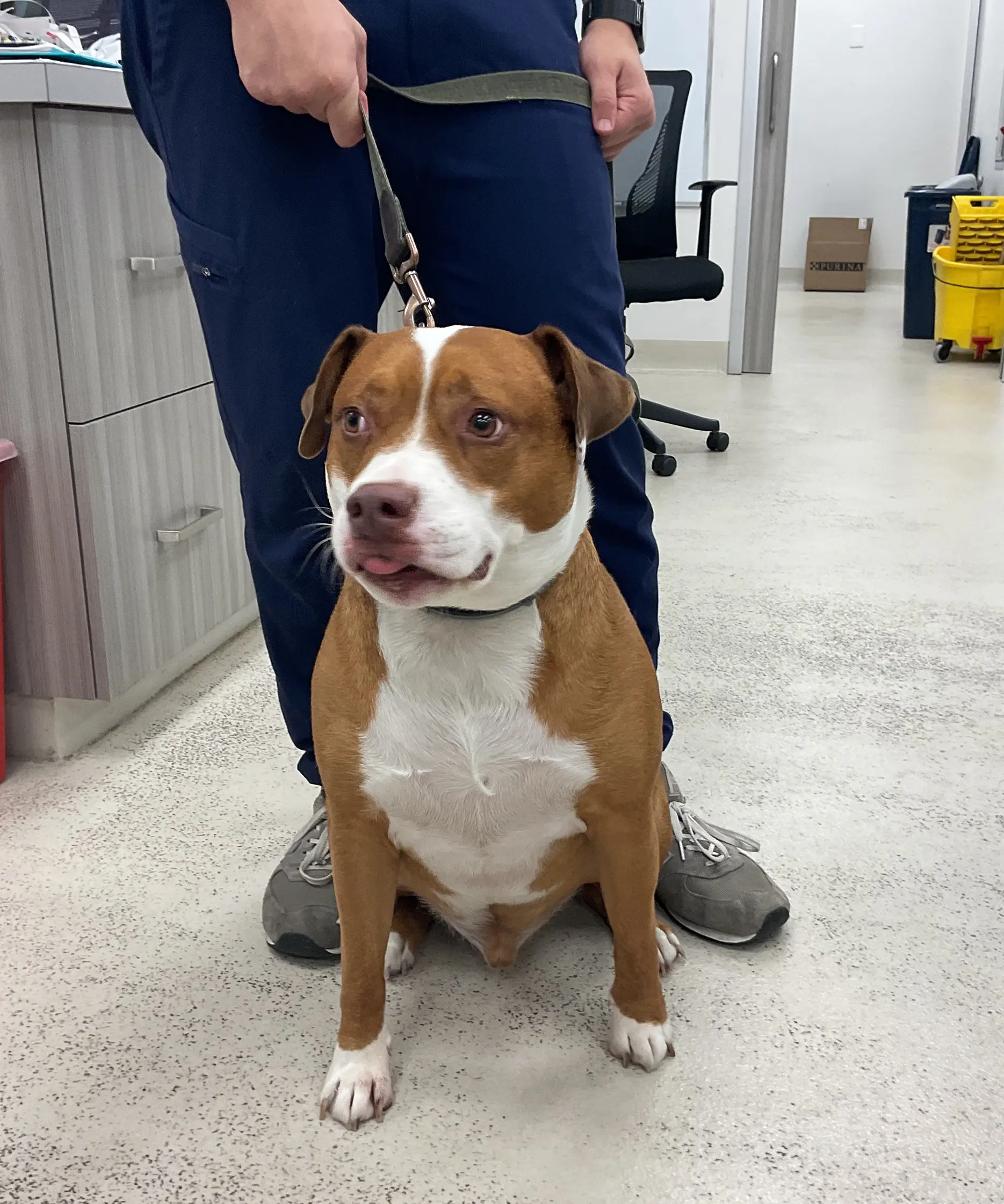 Pet receiving a vaccination