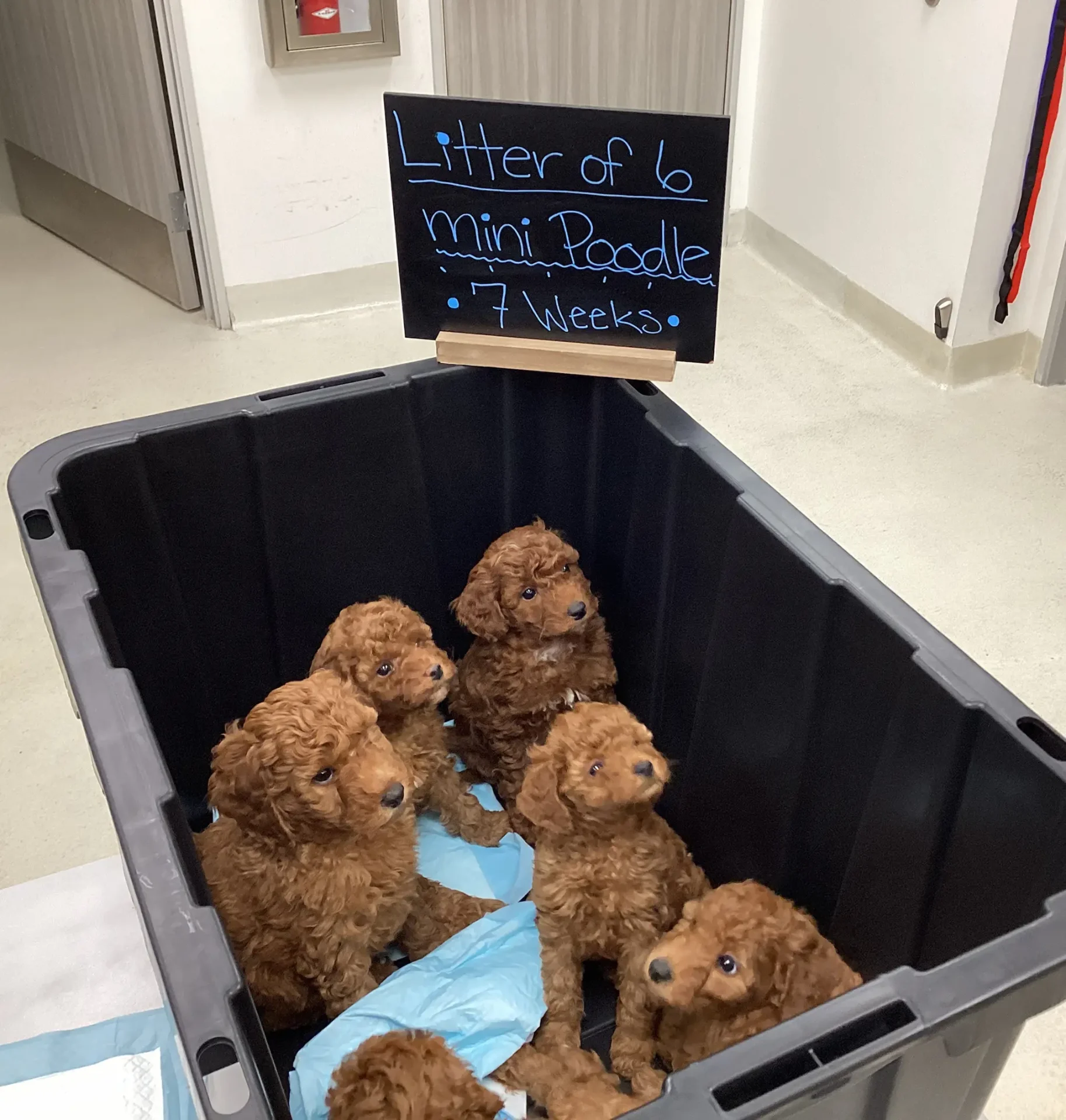 Puppy & Kitten Care