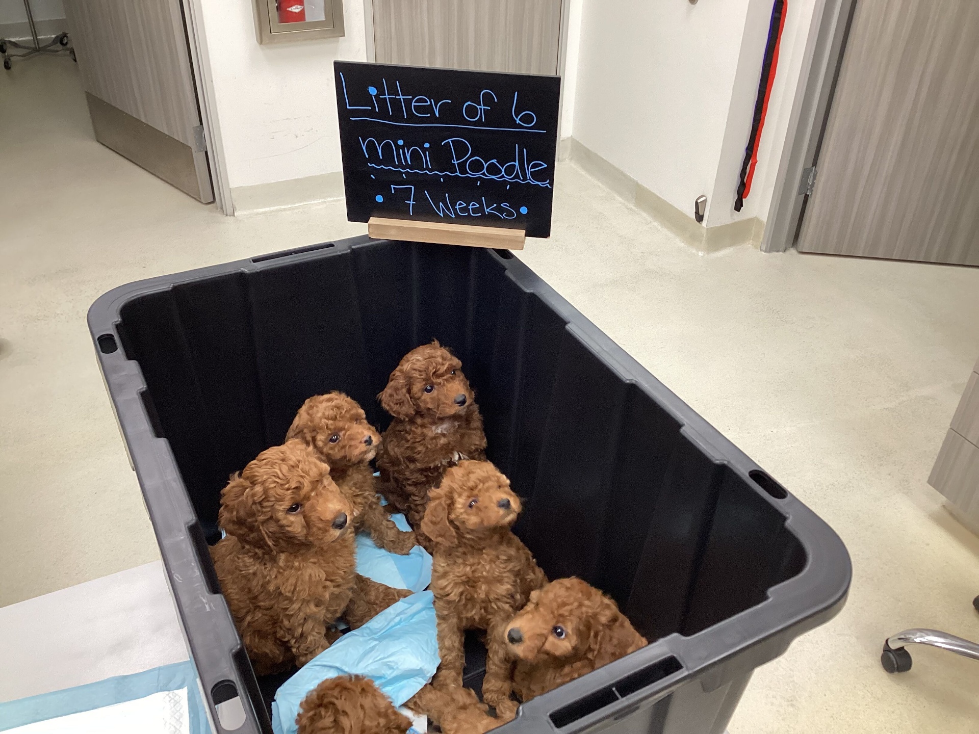 Pet C-Sections