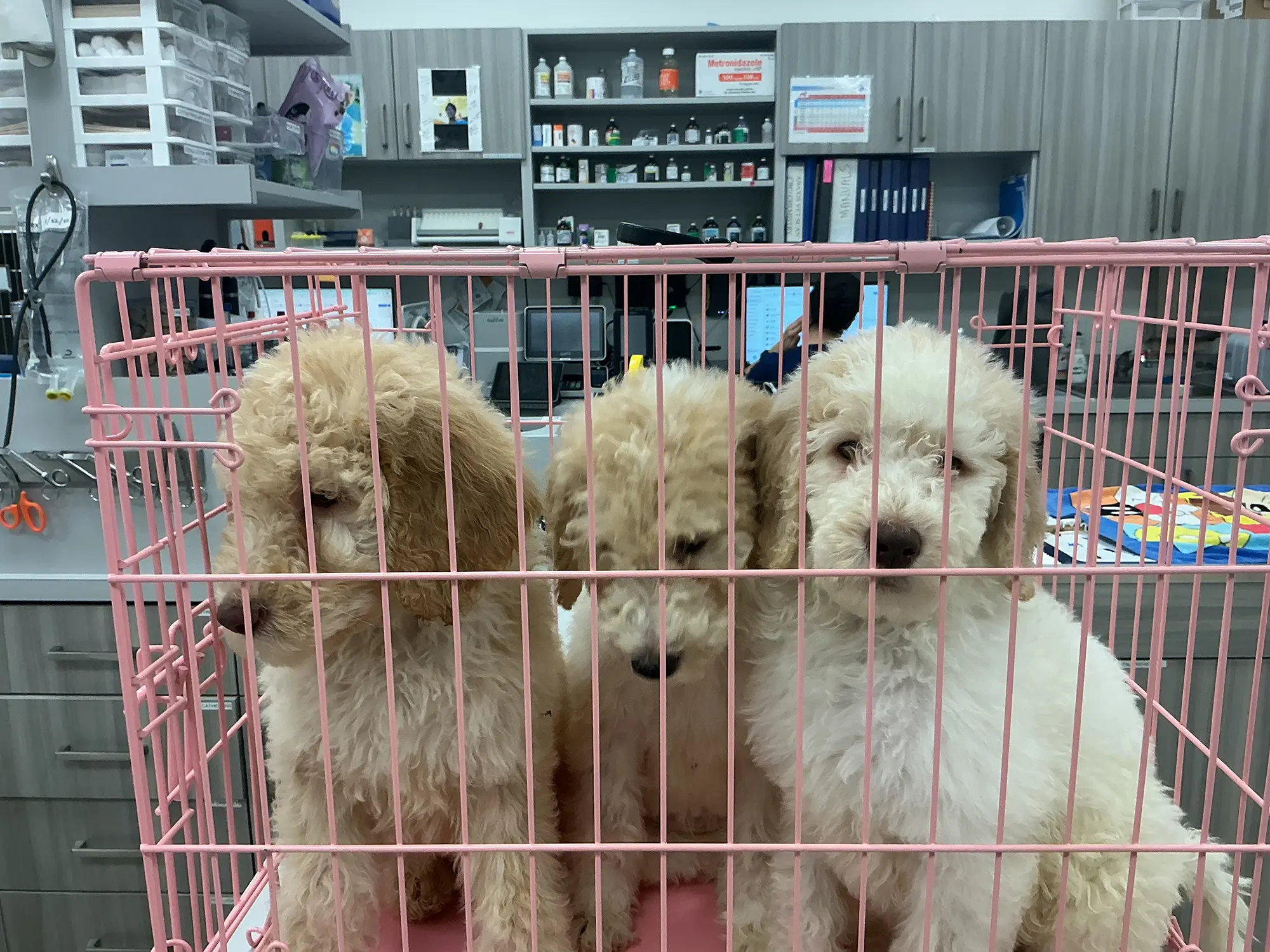 Riverpark Pet Hospital moment