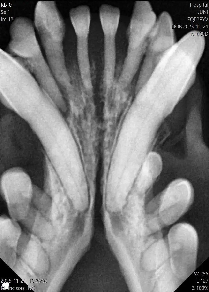 Digital dental X-ray on veterinary radiology workstation