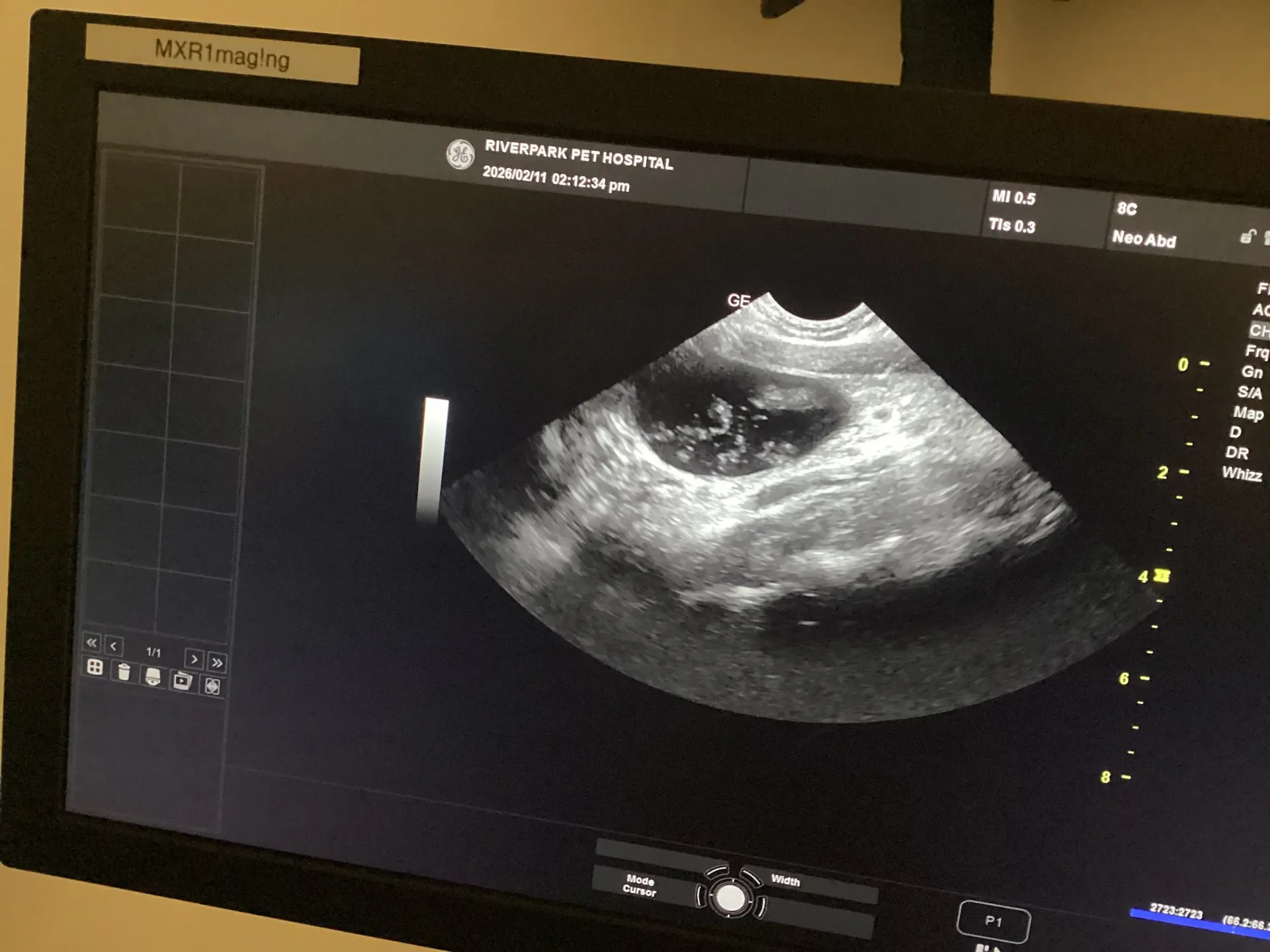 Pet Ultrasound