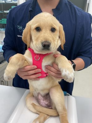 Adolfo Marquez at Riverpark Pet Hospital
