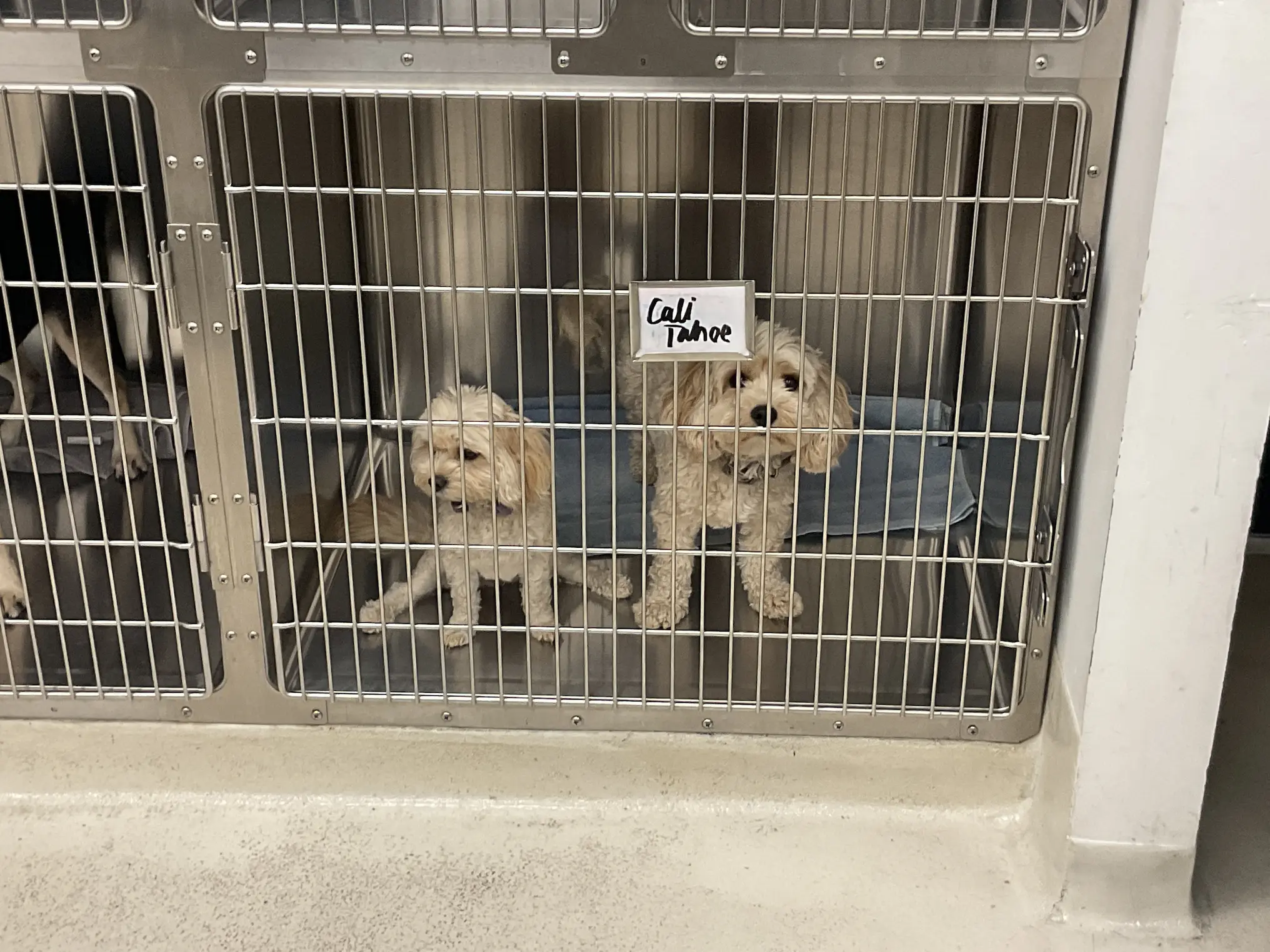 Two small dogs, Cali and Tahoe, resting together in a boarding kennel