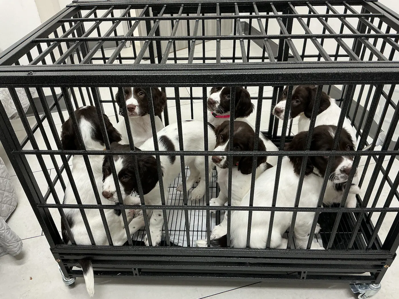 Riverpark Pet Hospital moment