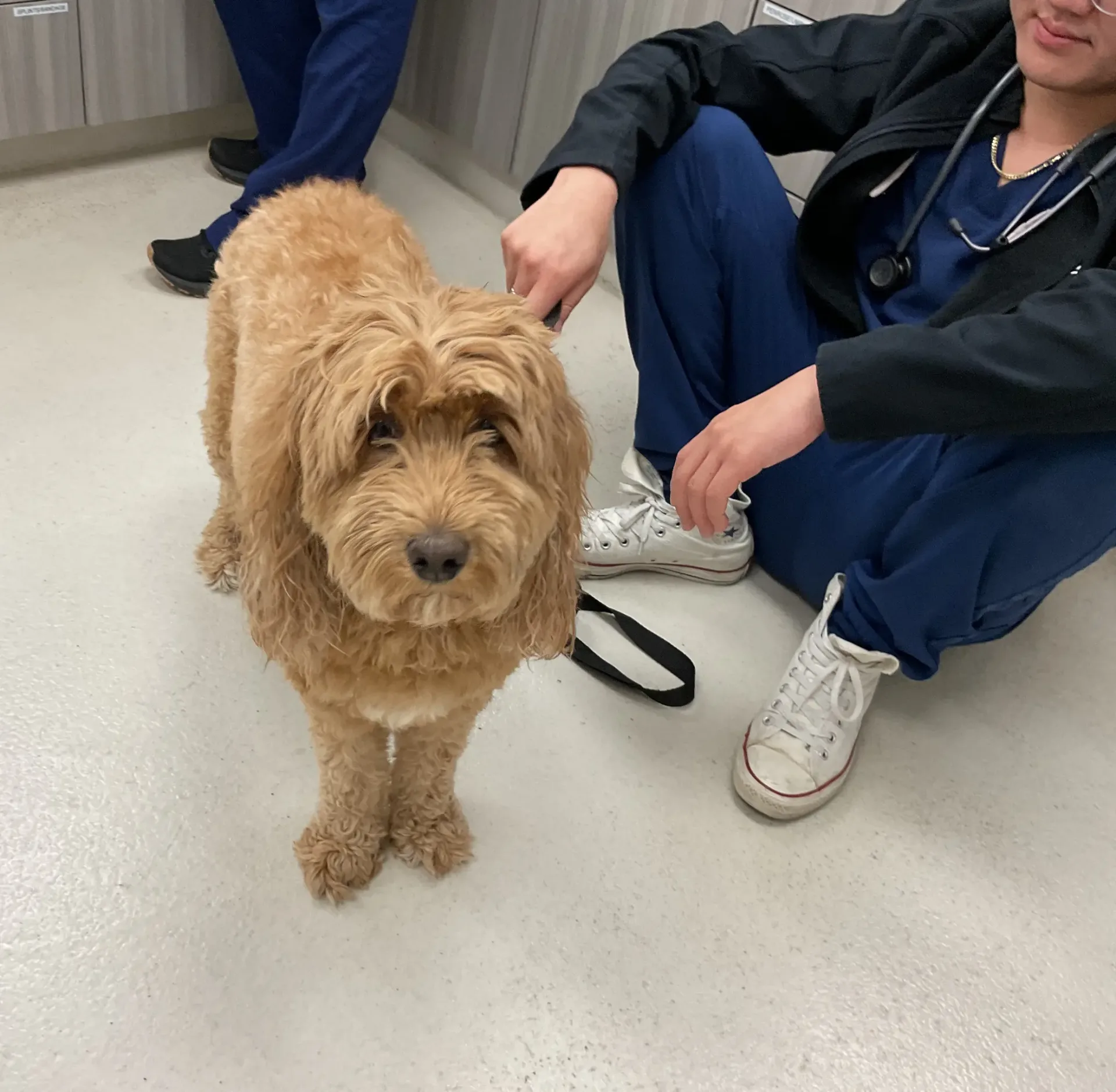 Pet Microchipping