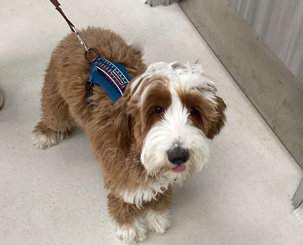 Riverpark Pet Hospital moment