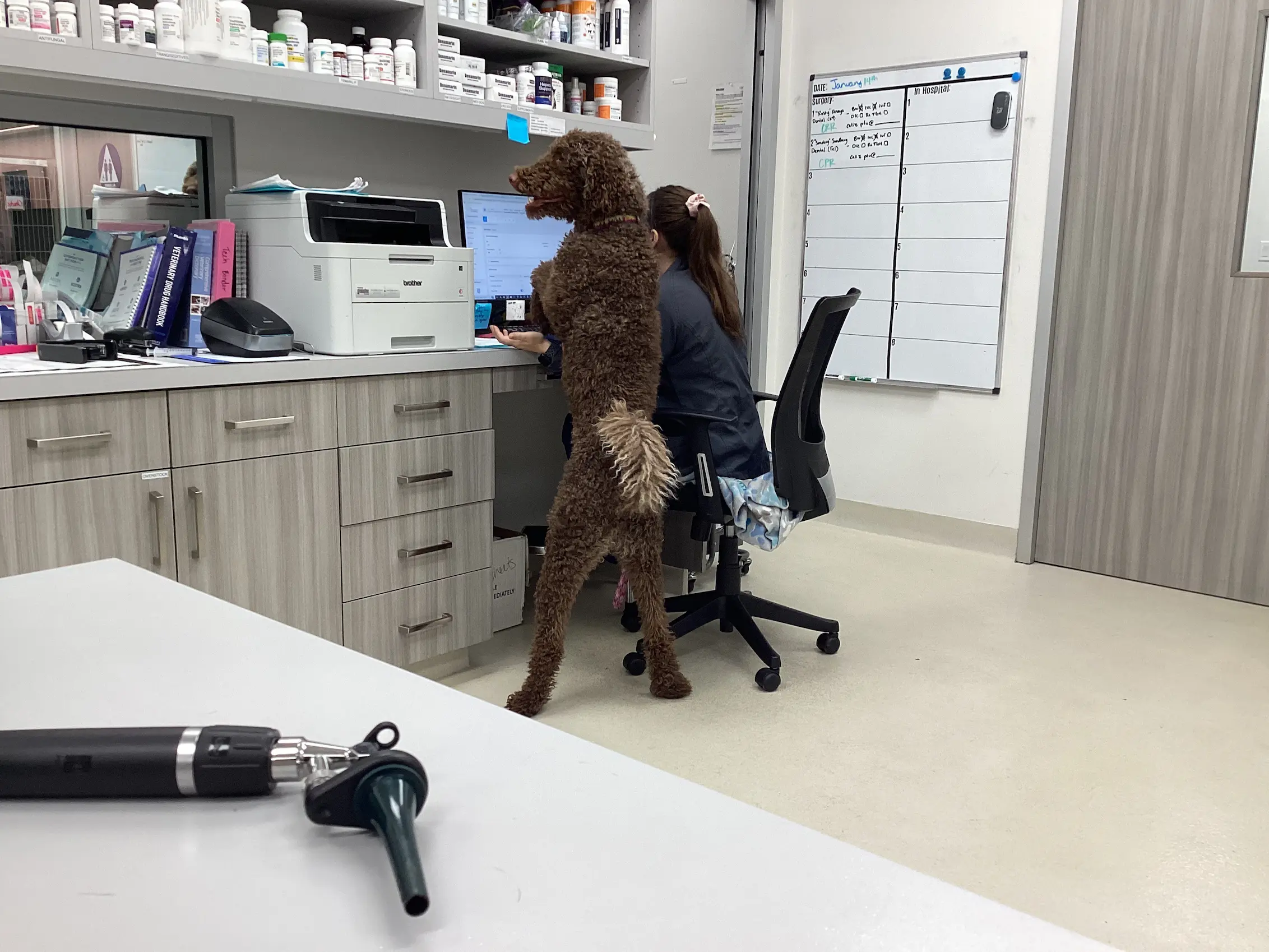Curious poodle standing up at the treatment desk beside a Riverpark technician