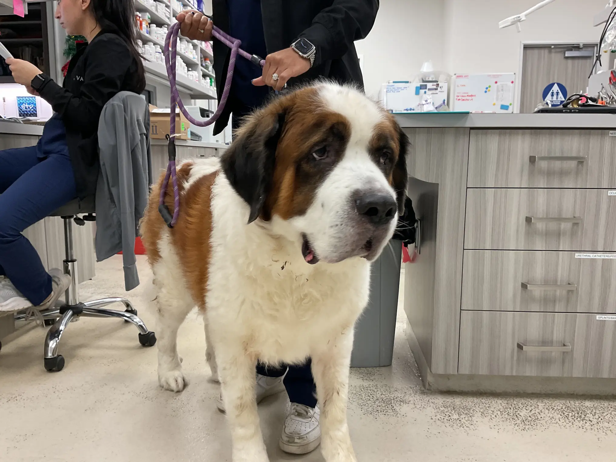 Saint Bernard patient standing in the Riverpark Pet Hospital treatment area