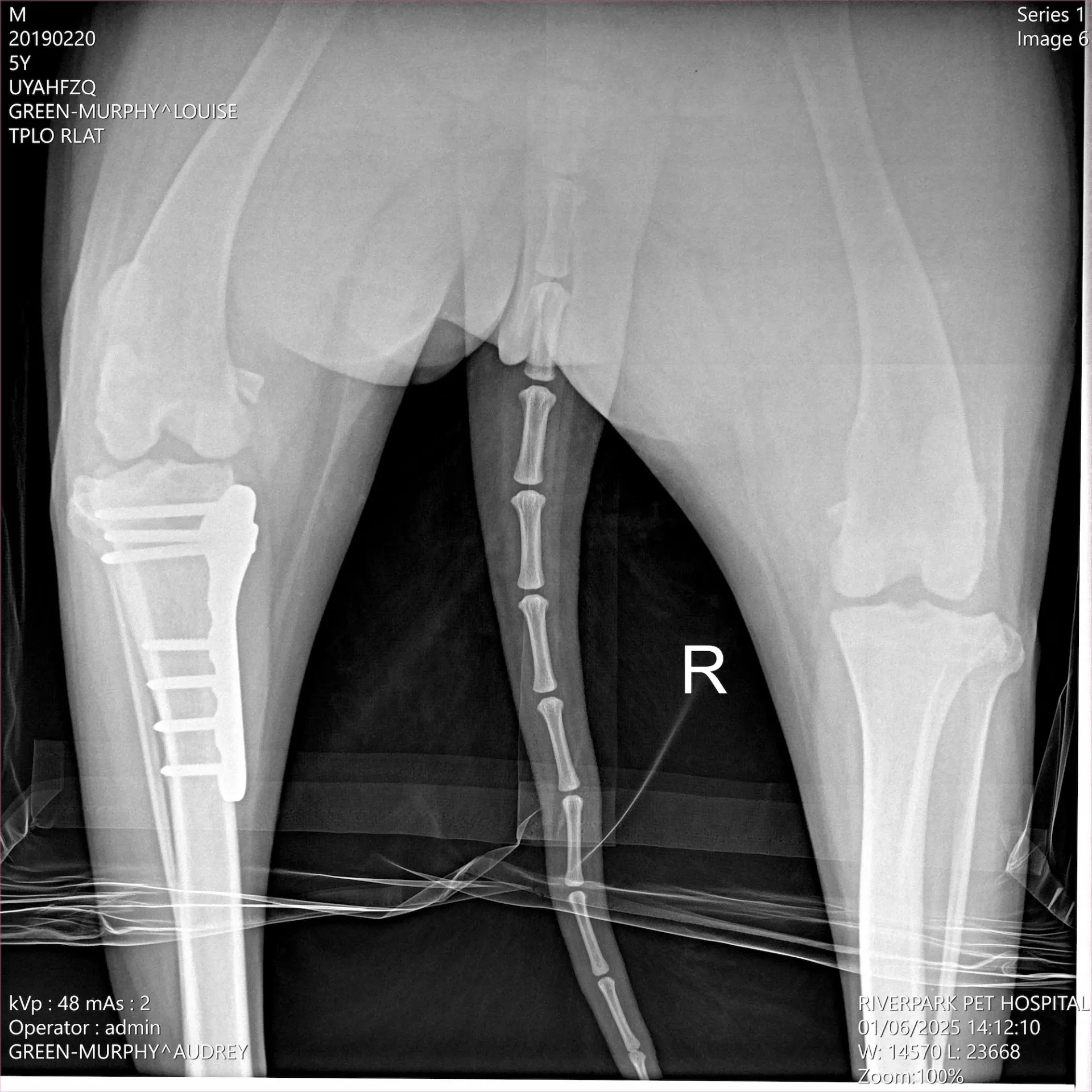 Pet Radiology (Digital X-Ray)