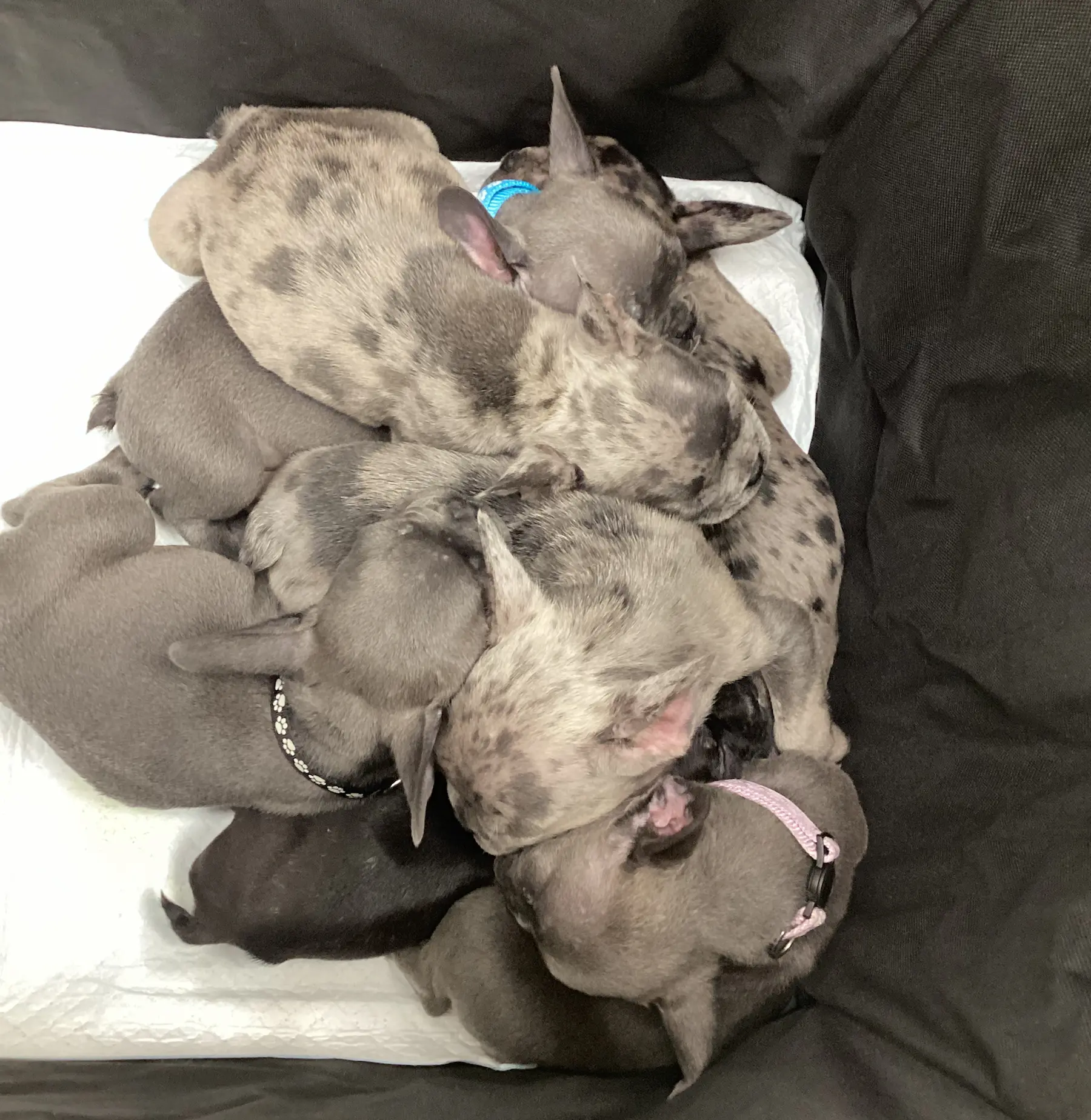 Riverpark Pet Hospital moment