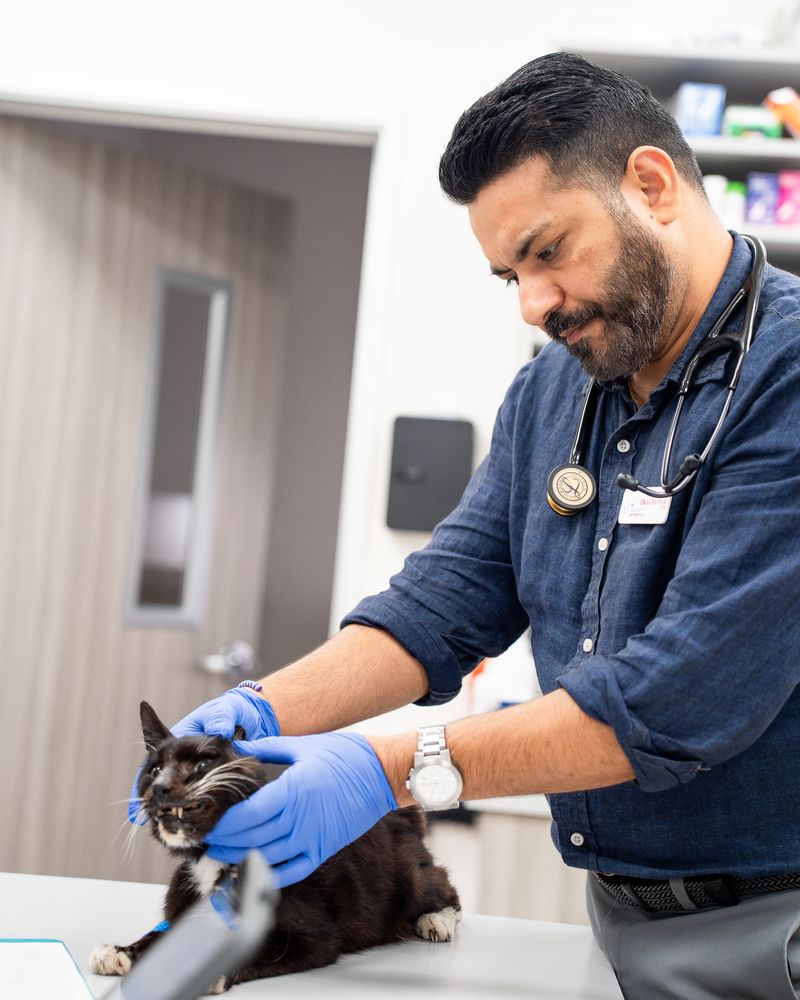 Veterinarian examining a cat during a dermatology consultation