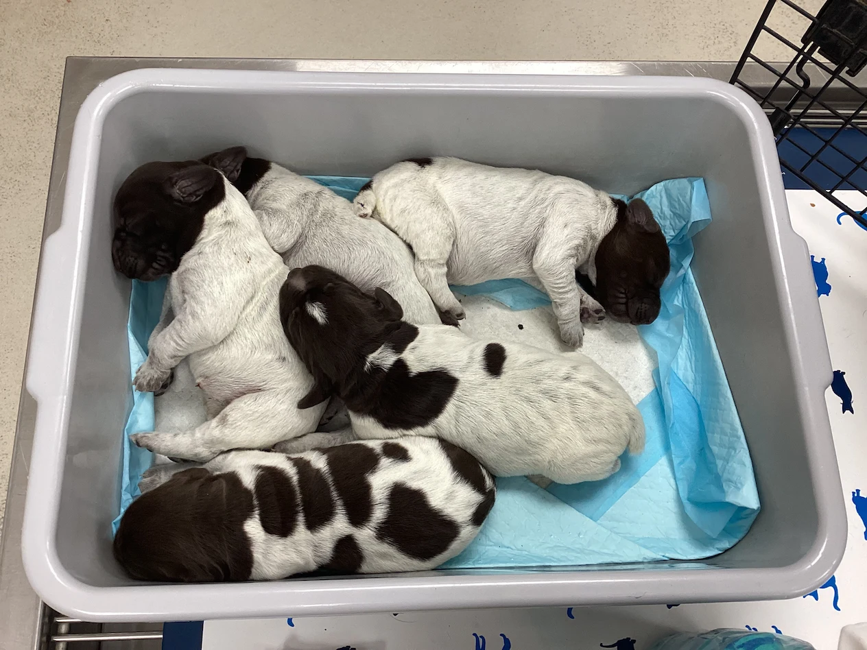 Caring for newborn puppies after C-section