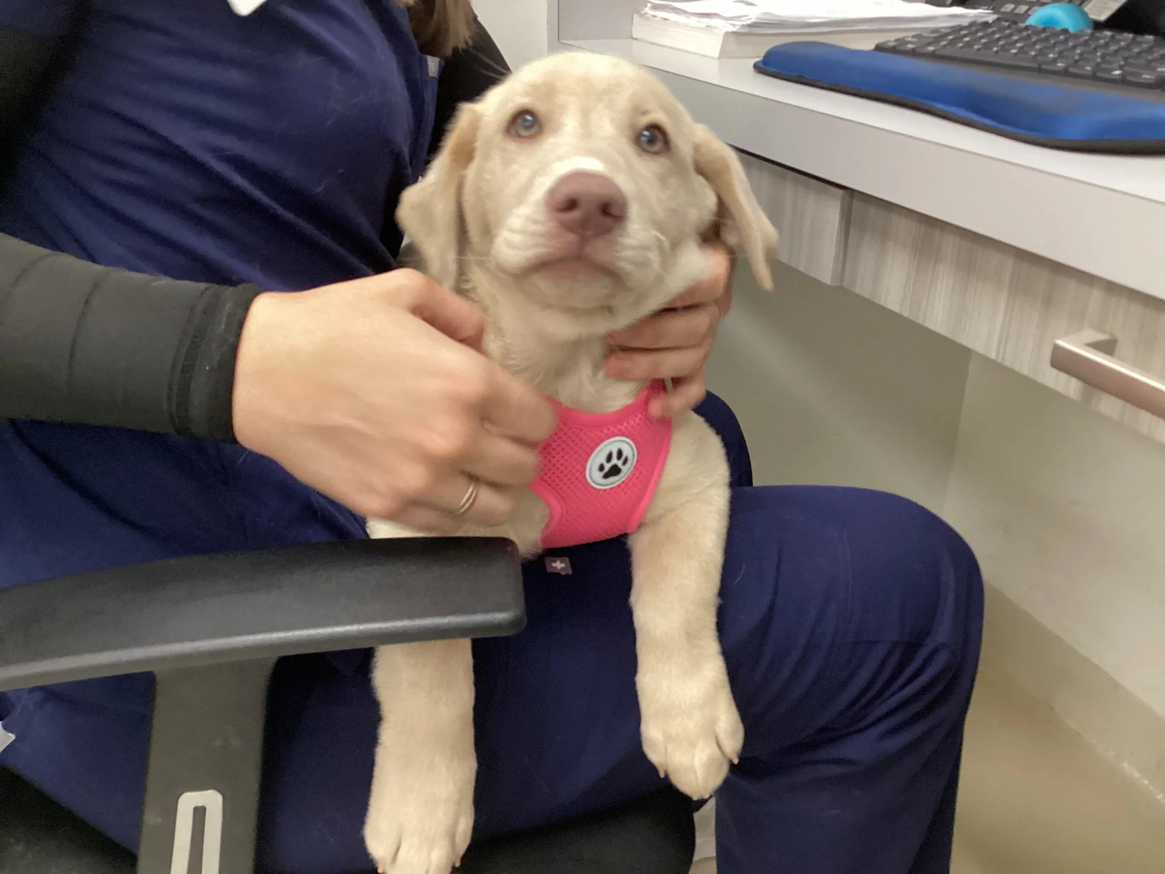 Pet dermatology exam