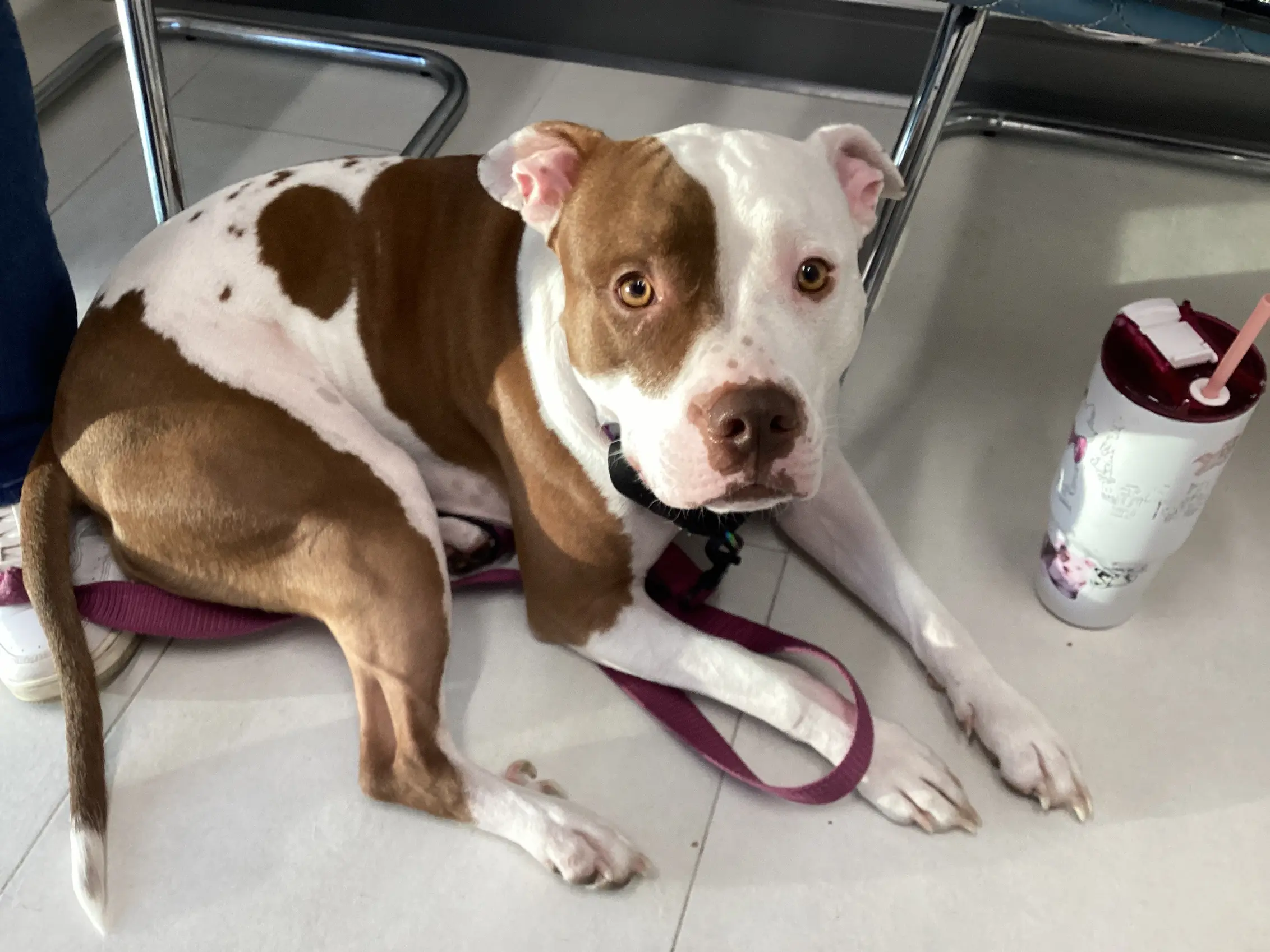 Calm pit bull patient resting in the Riverpark Pet Hospital lobby