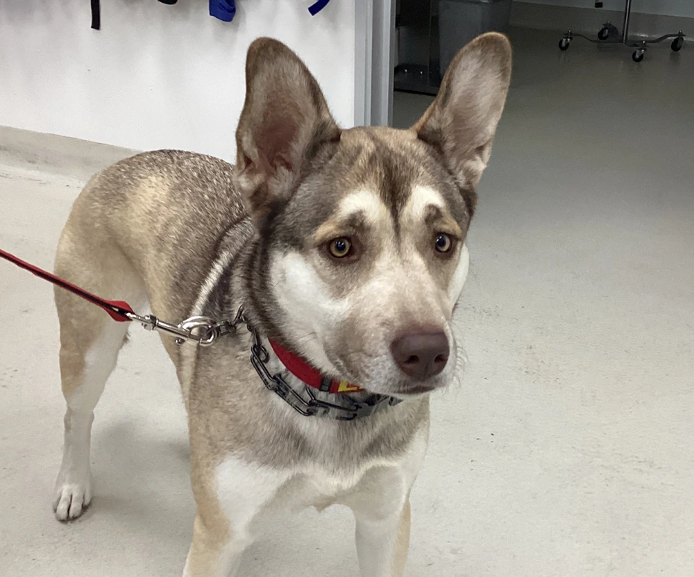 Riverpark Pet Hospital moment