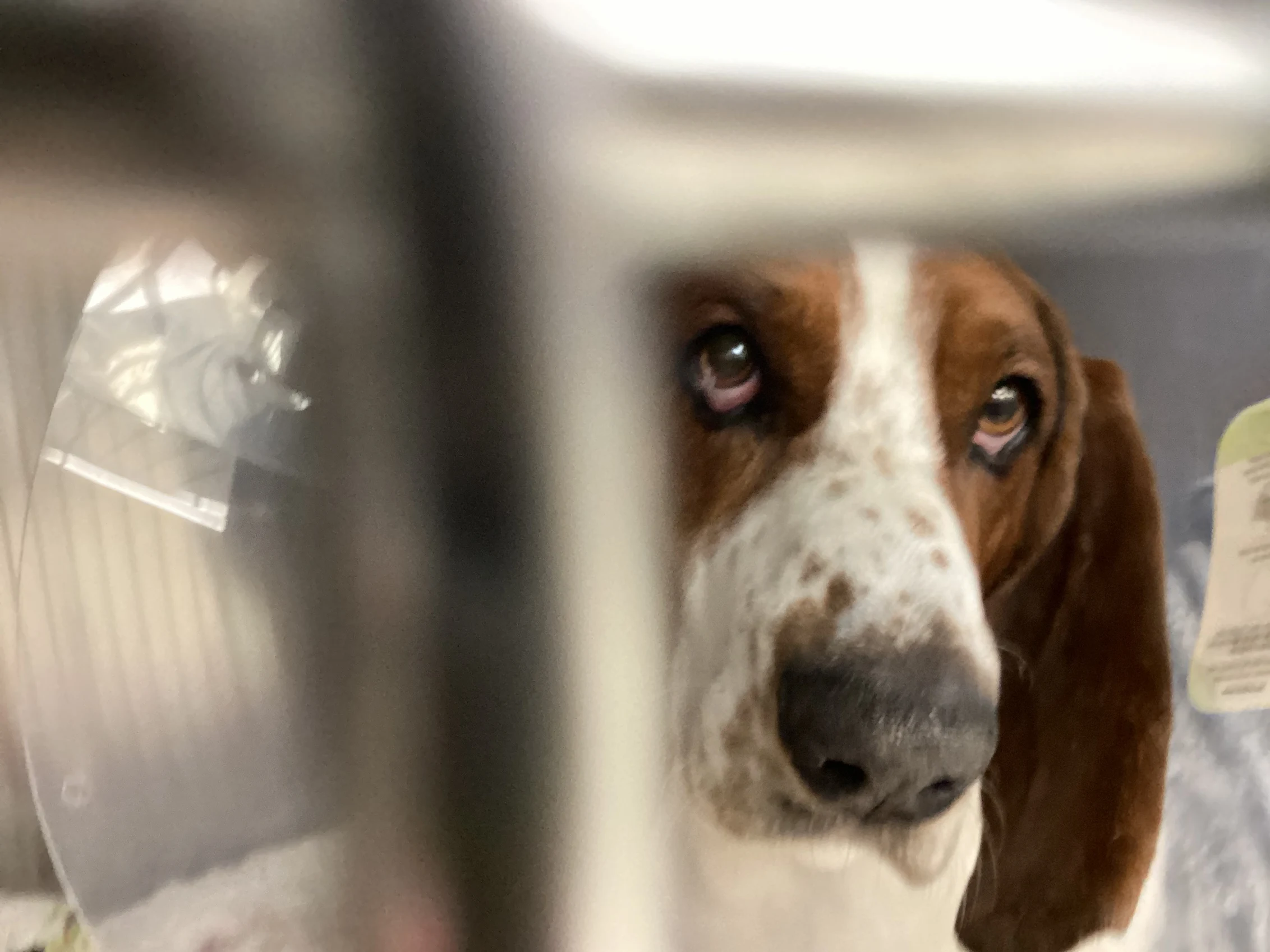 Basset Hound resting in a recovery kennel with a protective cone