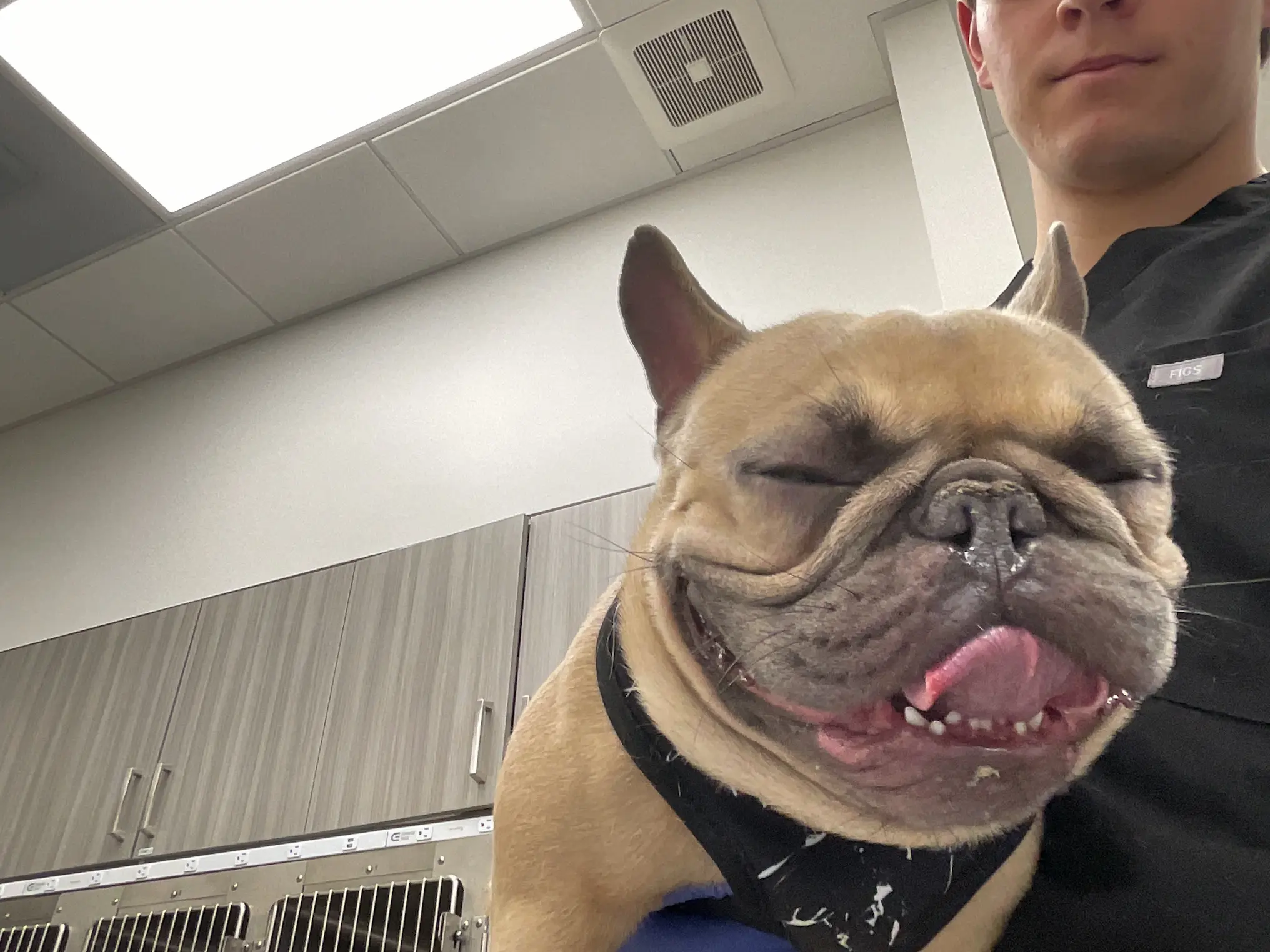 Smiling French Bulldog held by a Riverpark Pet Hospital technician in scrubs