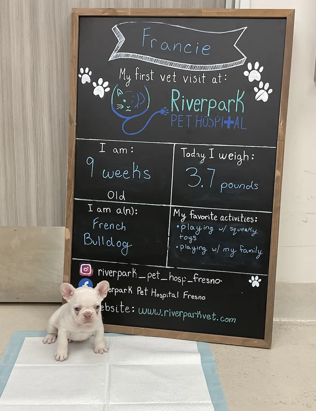 French Bulldog puppy beside a chalkboard for her first vet visit at Riverpark Pet Hospital