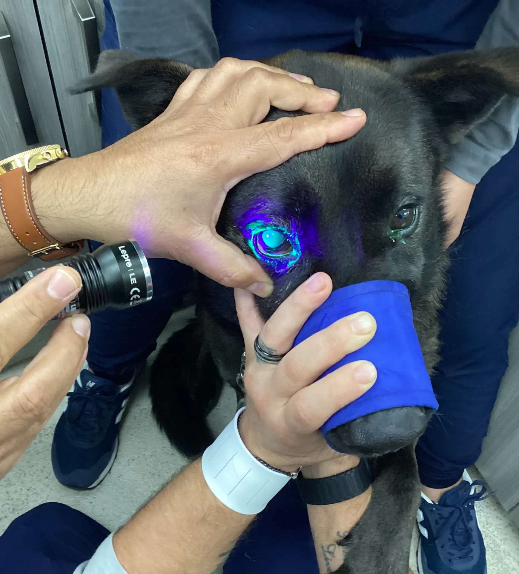 Urgent Pet Care