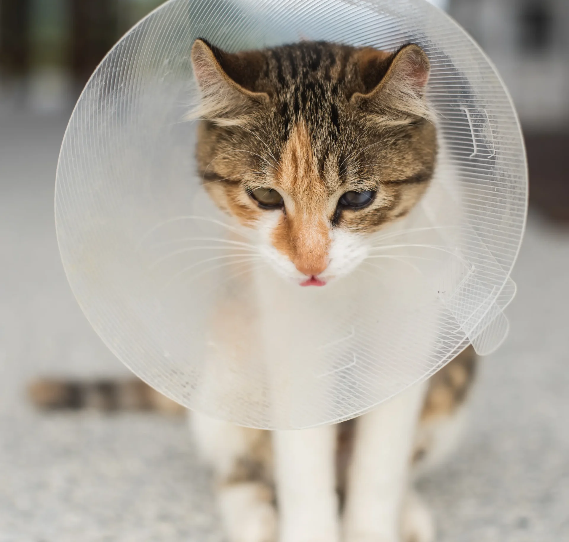 Spay & Neutering