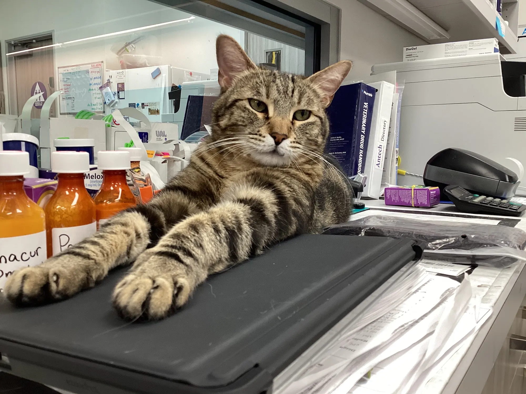 Riverpark Pet Hospital moment