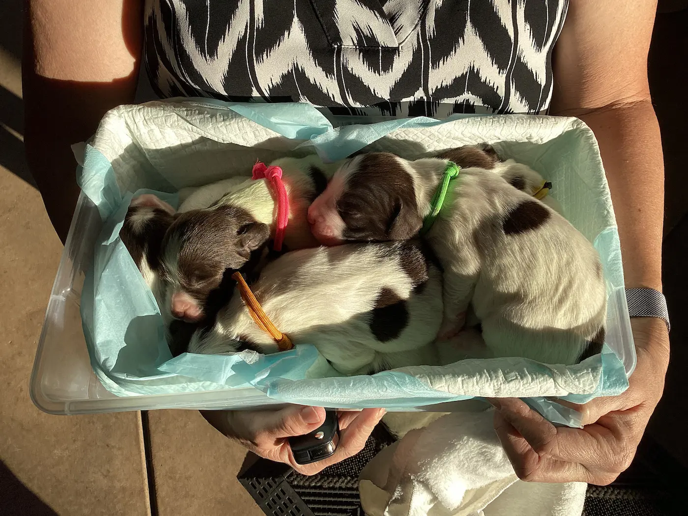 Riverpark Pet Hospital moment
