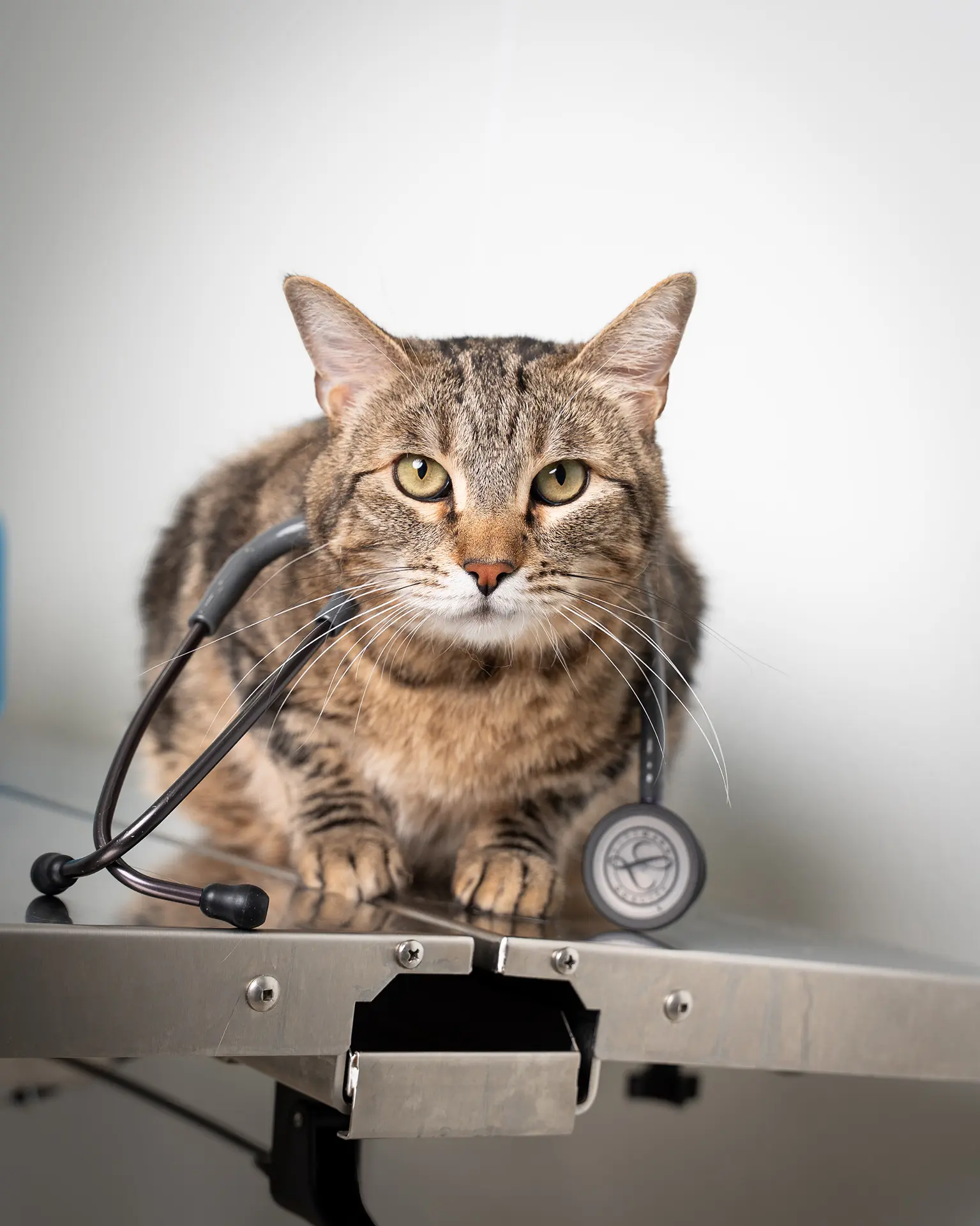 Romeo, CEO at Riverpark Pet Hospital