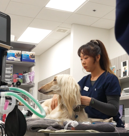 Senior Pet Care