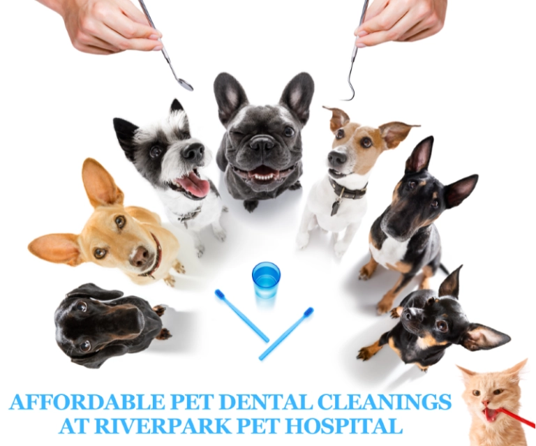Affordable Pet Dental Cleanings at Riverpark Pet Hospital