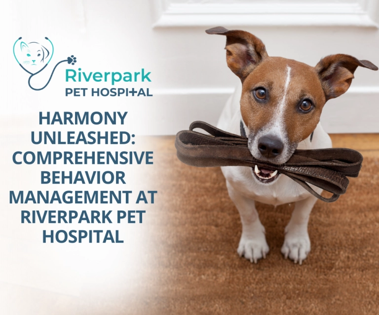Harmony Unleashed: Comprehensive Behavior Management at Riverpark Pet Hospital