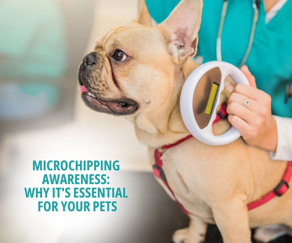 Microchipping Awareness: Why It's Essential for Your Pets