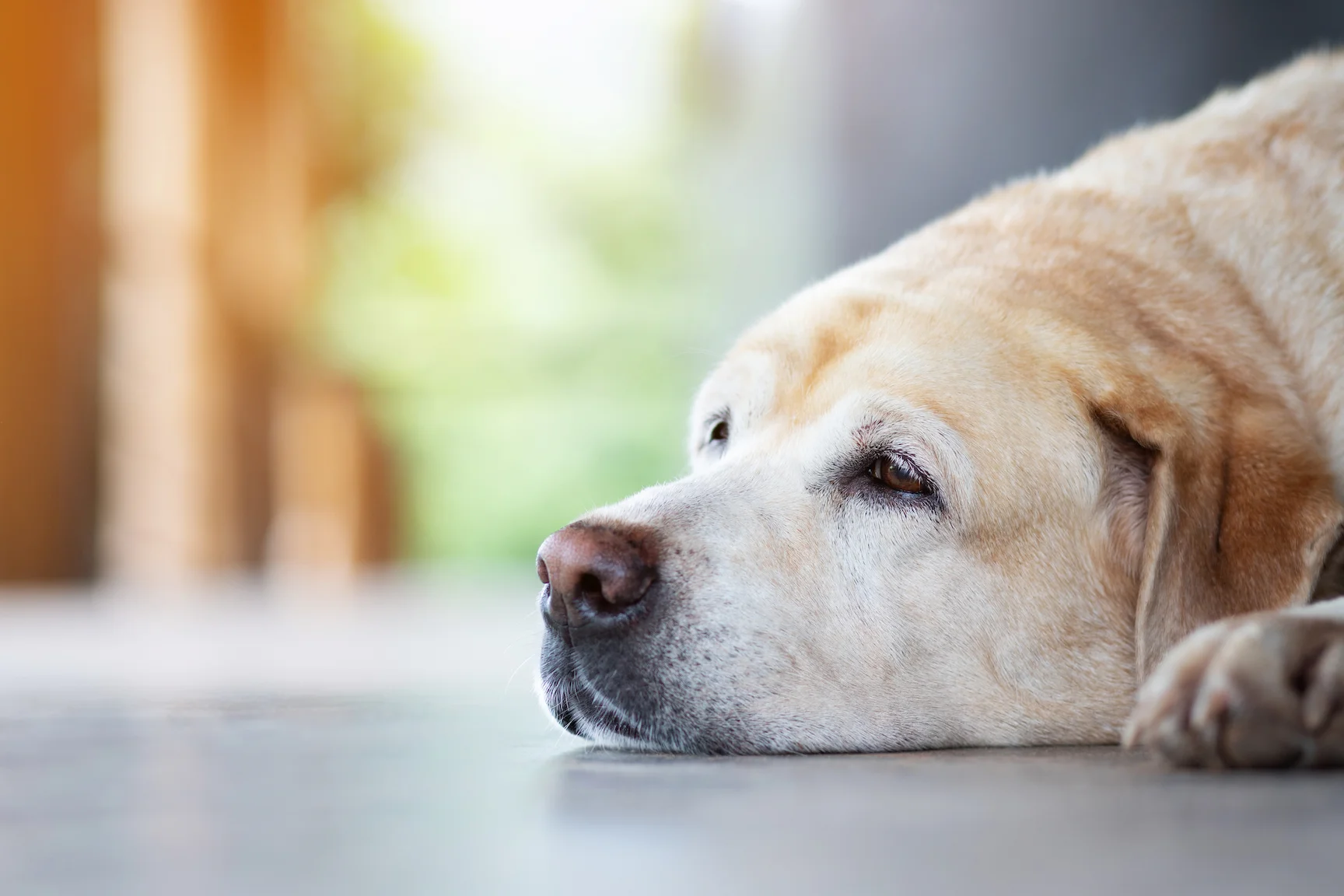 The Senior Pet Care Checklist