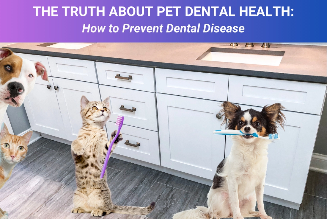 The Truth About Pet Dental Health: How to Prevent Dental Disease