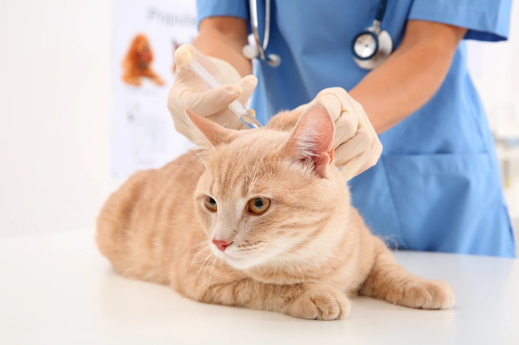Vaccination Schedule for Puppies & Kittens