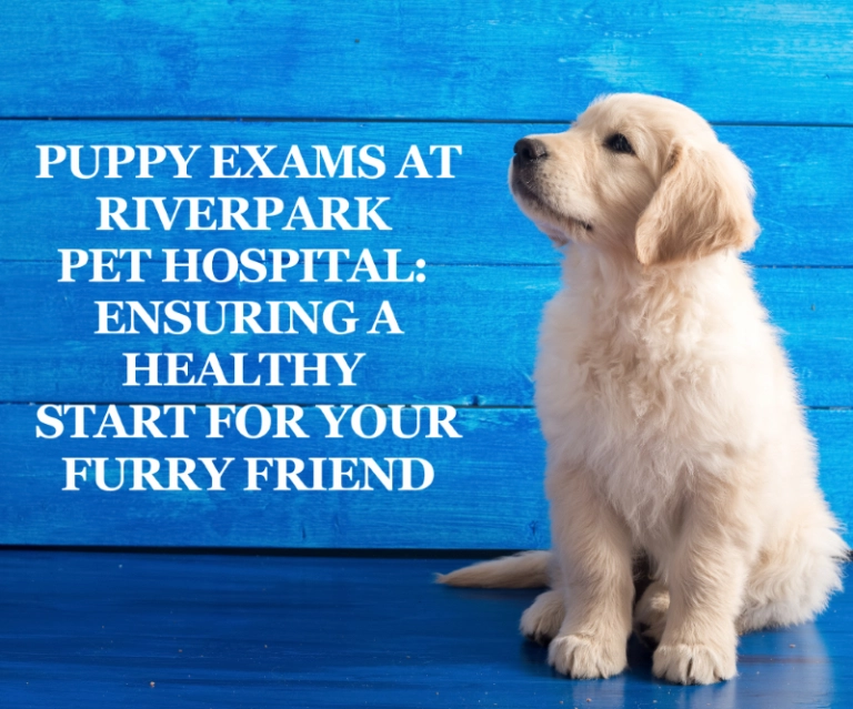 Puppy Exams at Riverpark Pet Hospital: Ensuring a Healthy Start for Your Furry Friend