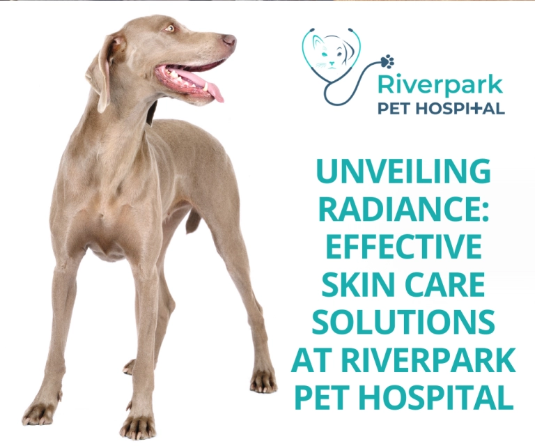 Unveiling Radiance: Effective Skin Care Solutions at Riverpark Pet Hospital
