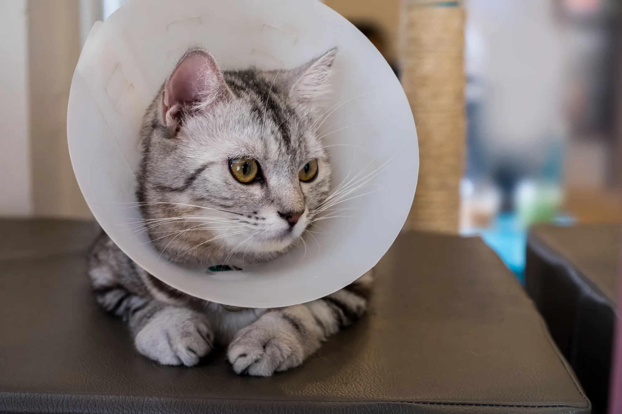 Spay & Neuter: What to Expect