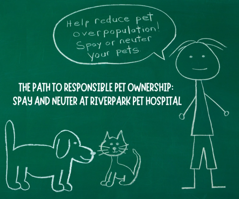 The Path to Responsible Pet Ownership: Spay and Neuter at Riverpark Pet Hospital
