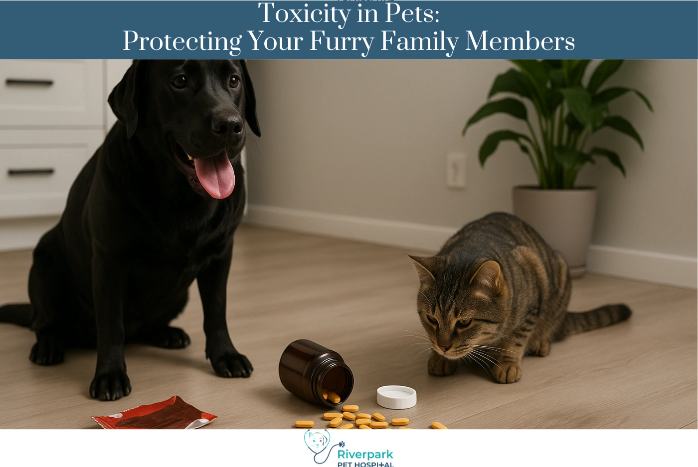 Toxicity in Pets: Protecting Your Furry Family Members