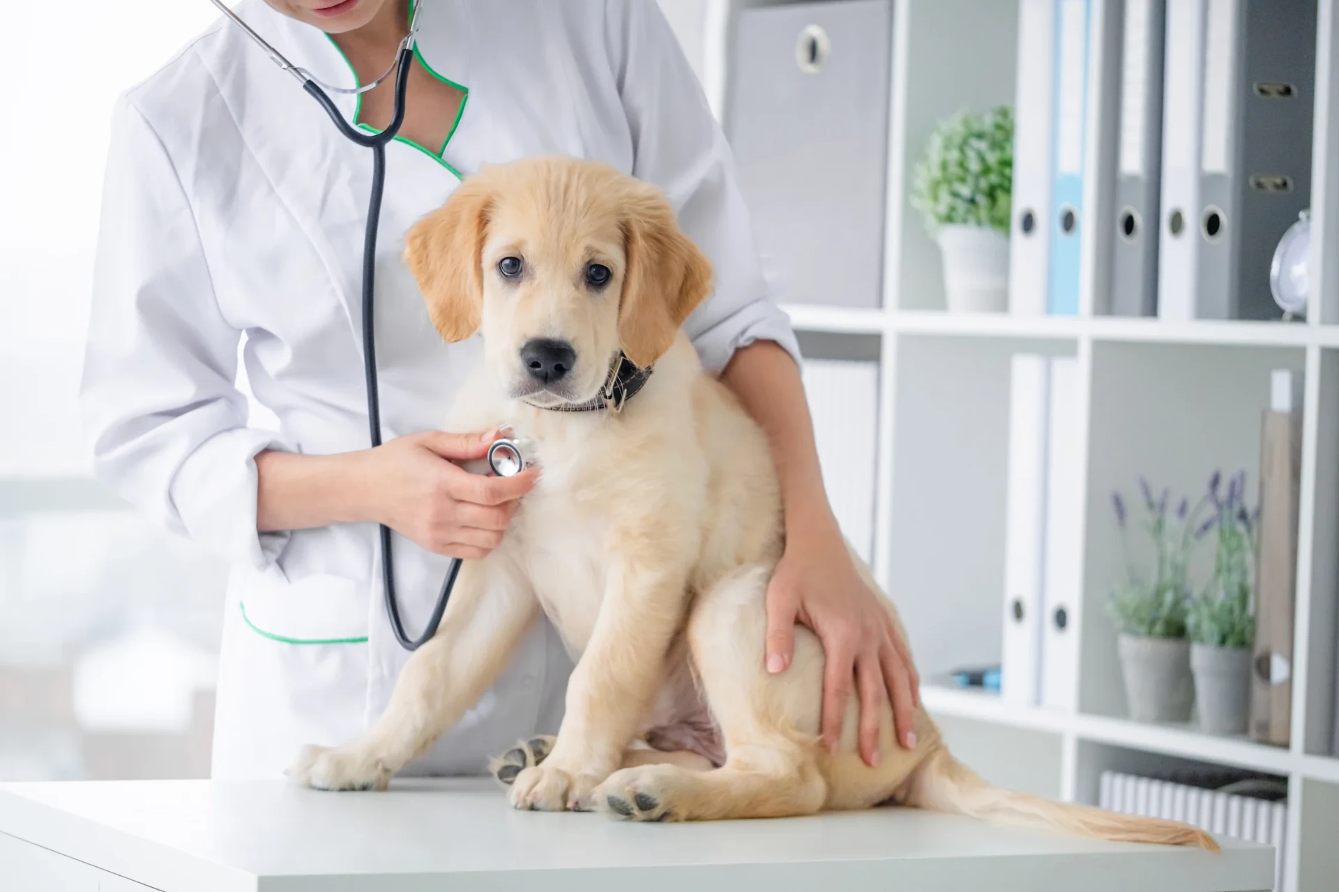 When to Take Your Pet to Urgent Care