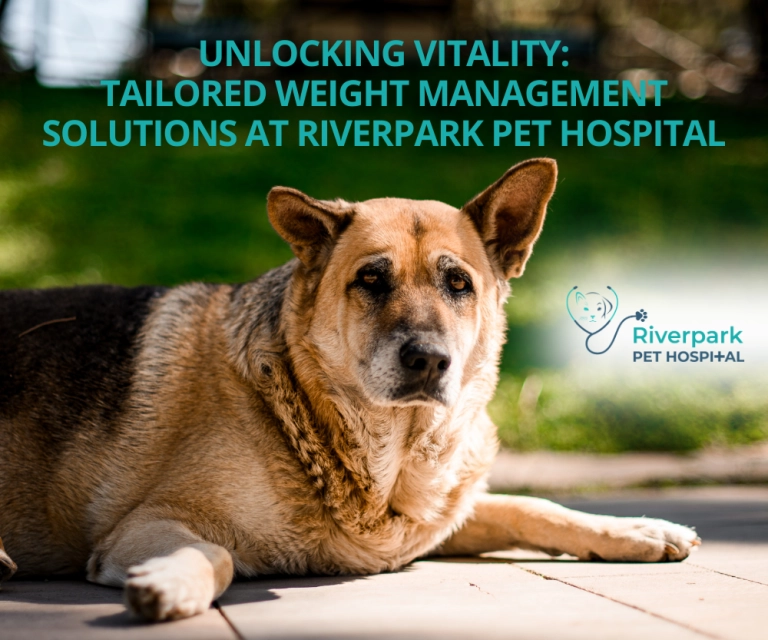 Unlocking Vitality: Tailored Weight Management Solutions at Riverpark Pet Hospital