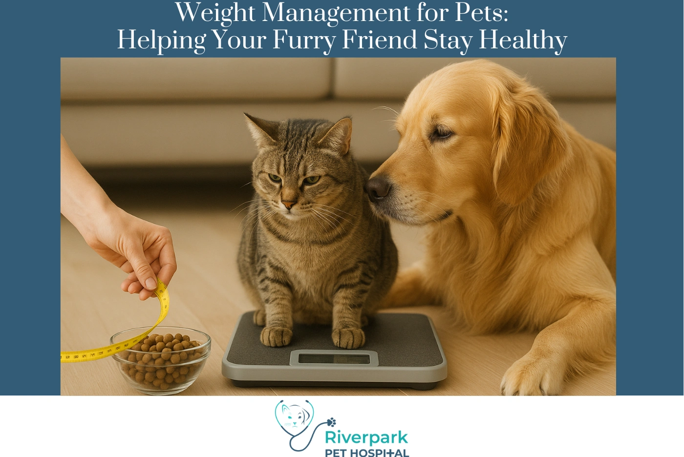 Weight Management for Pets: Helping Your Furry Friend Stay Healthy