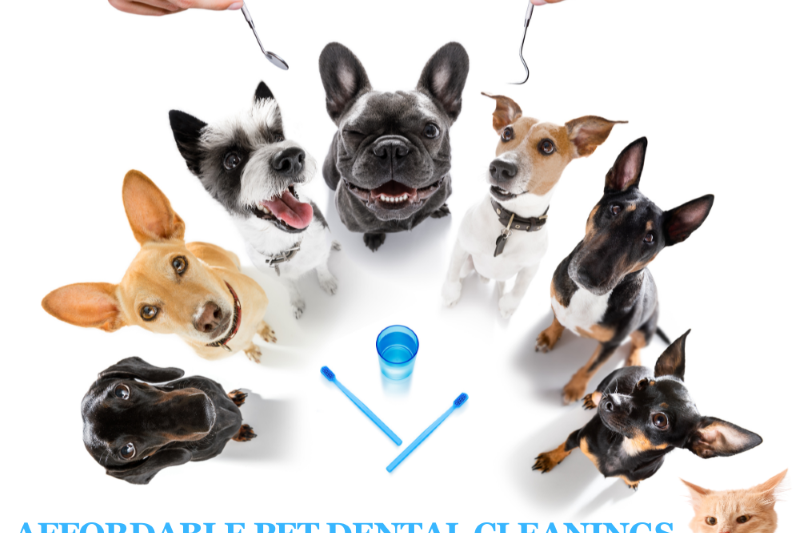 Affordable Pet Dental Cleanings at Riverpark Pet Hospital