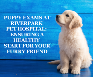 Puppy Exams at Riverpark Pet Hospital Ensuring a Healthy Start for Your Furry Friend