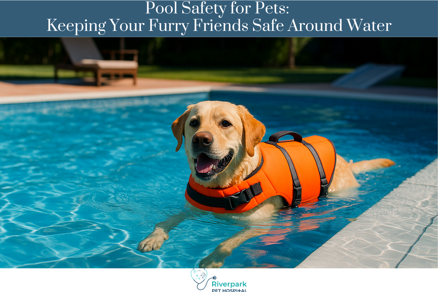 Pool Safety for Pets Keeping Your Furry Friends Safe Around Water