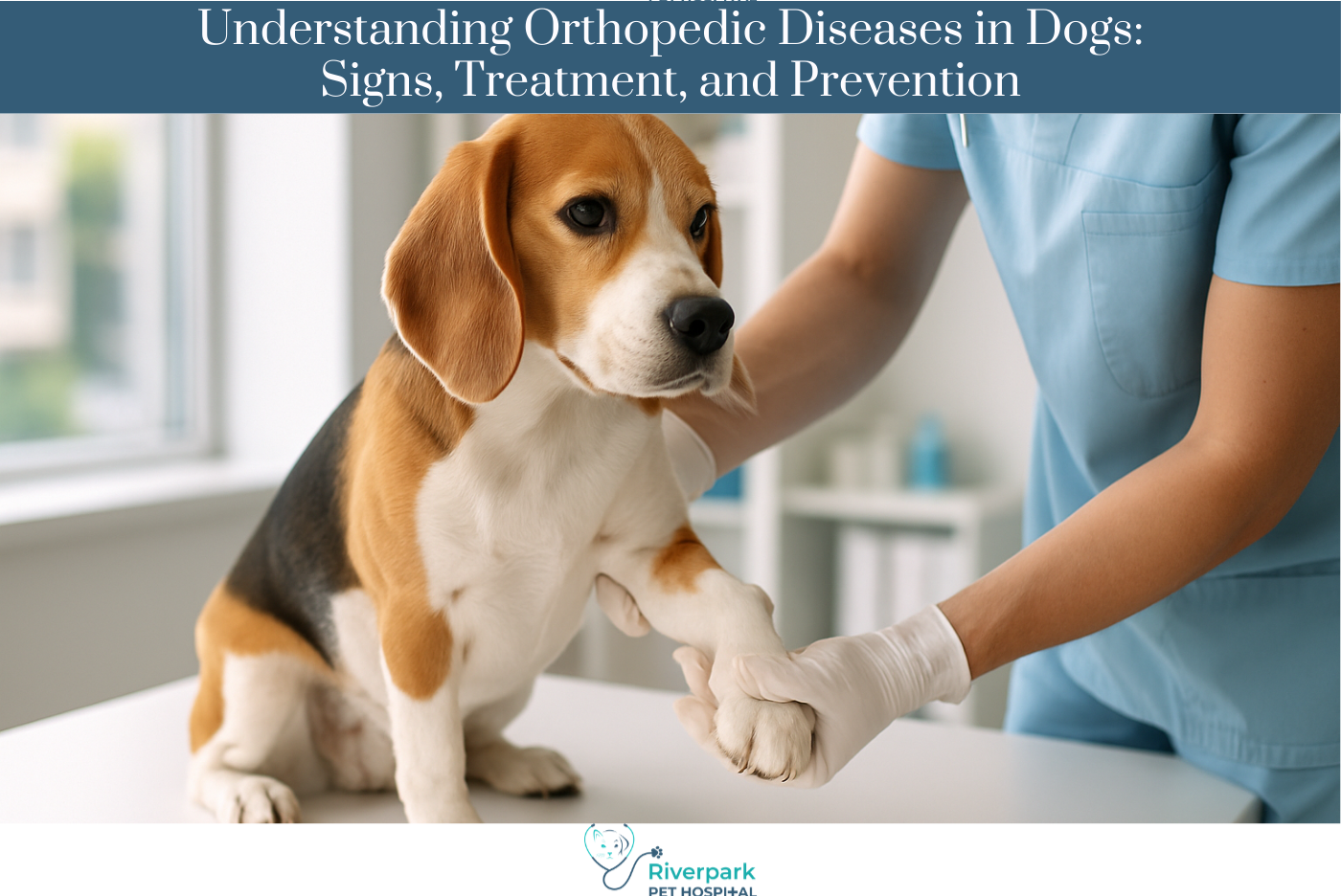 Understanding Orthopedic Diseases in Dogs:
Signs, Treatment, and Prevention