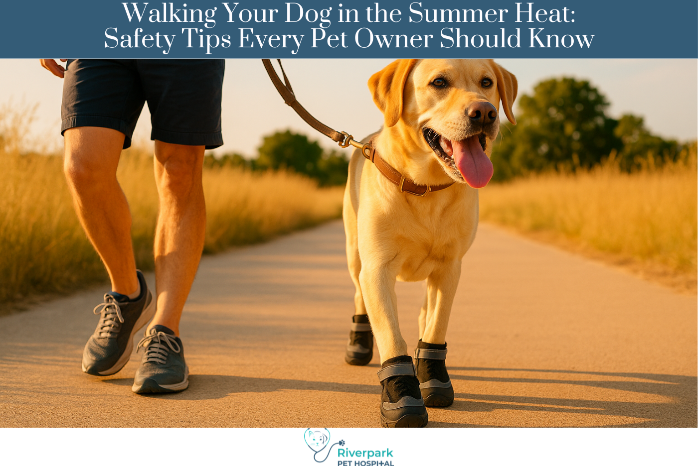 Walking Your Dog in the Summer Heat Safety Tips Every Pet Owner Should Know